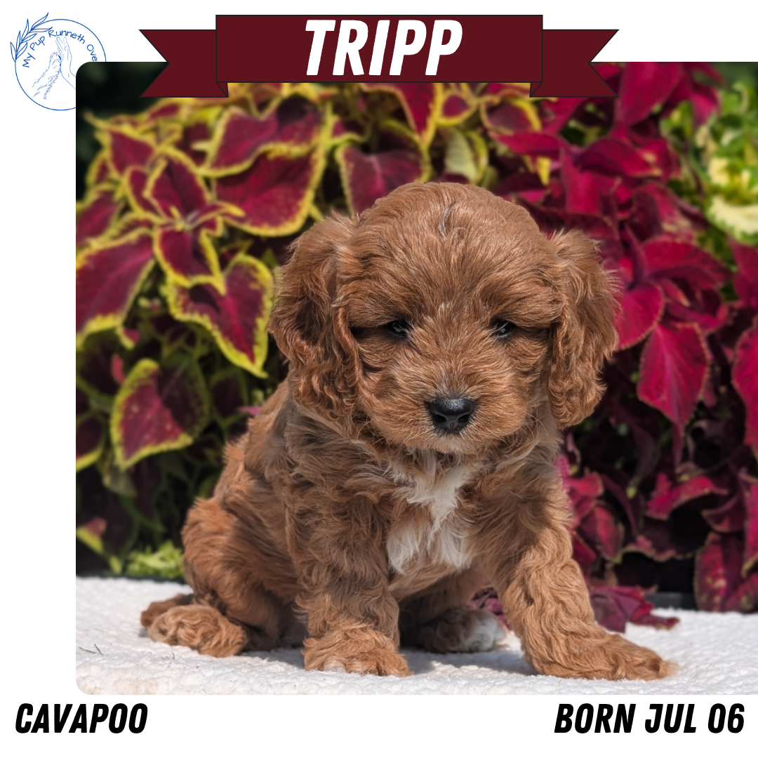 CAVAPOO (07/06) MALE
