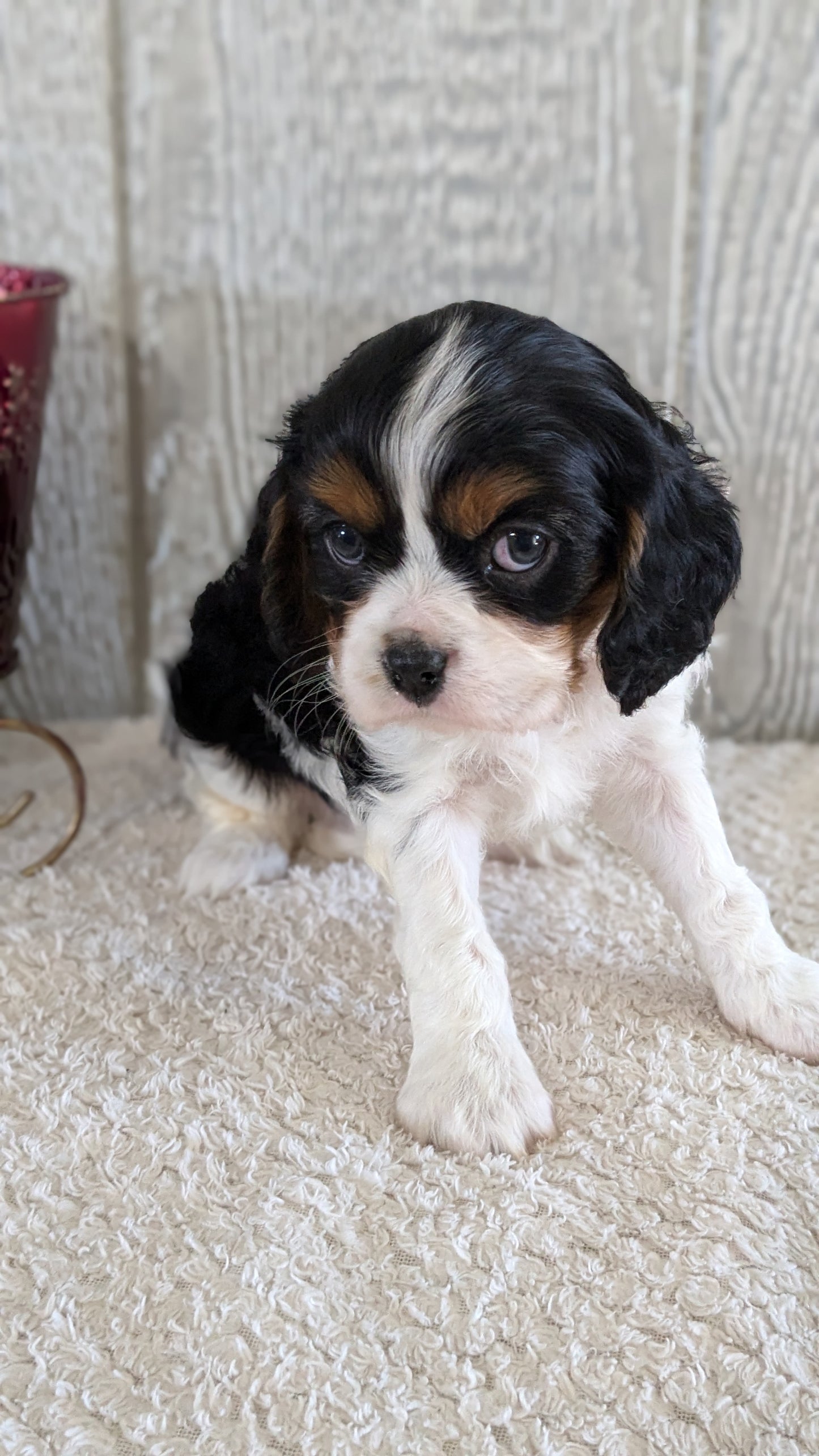 CAVALIER (09/12) MALE
