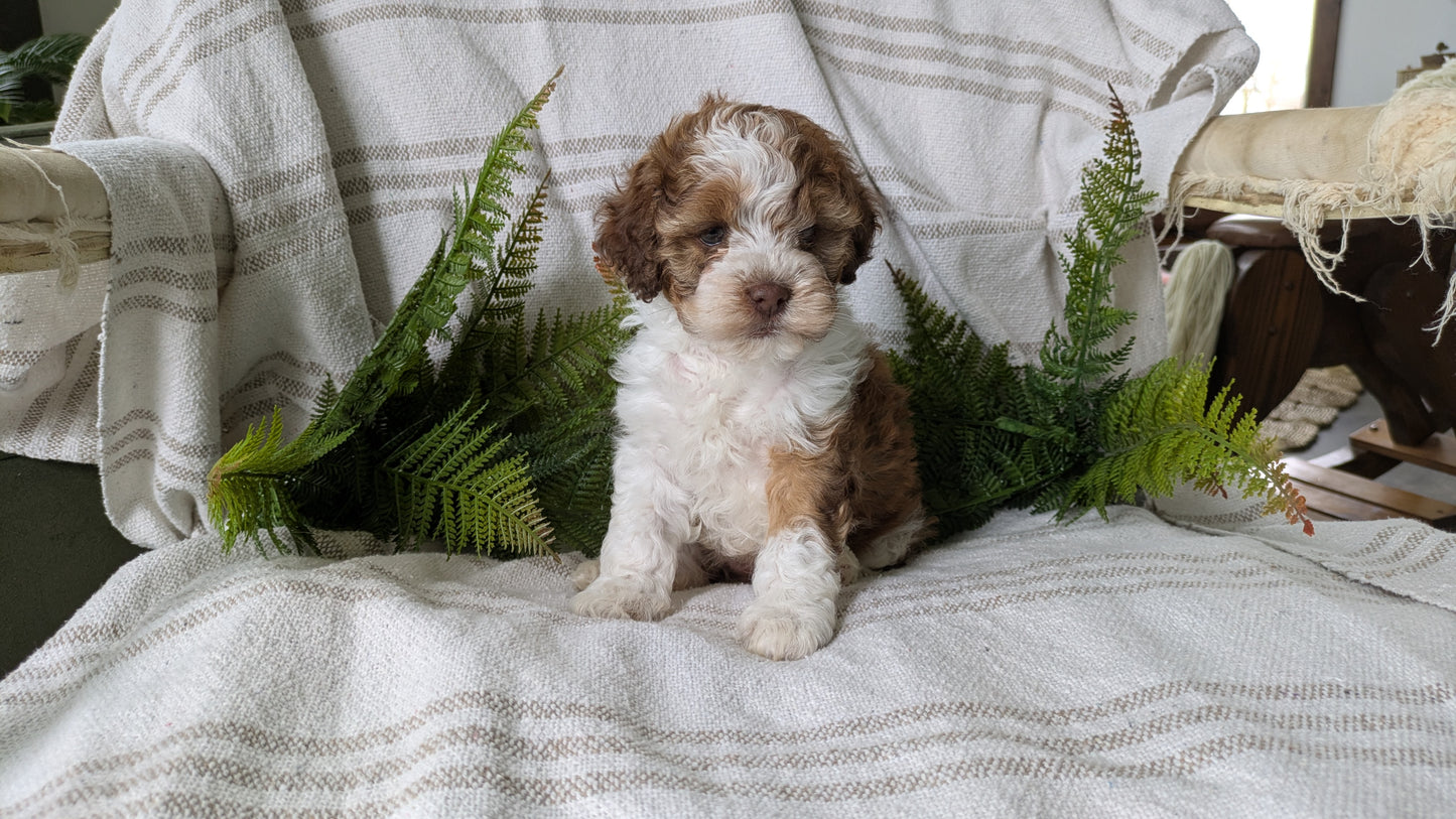 COCKAPOO (03/03) FEMALE