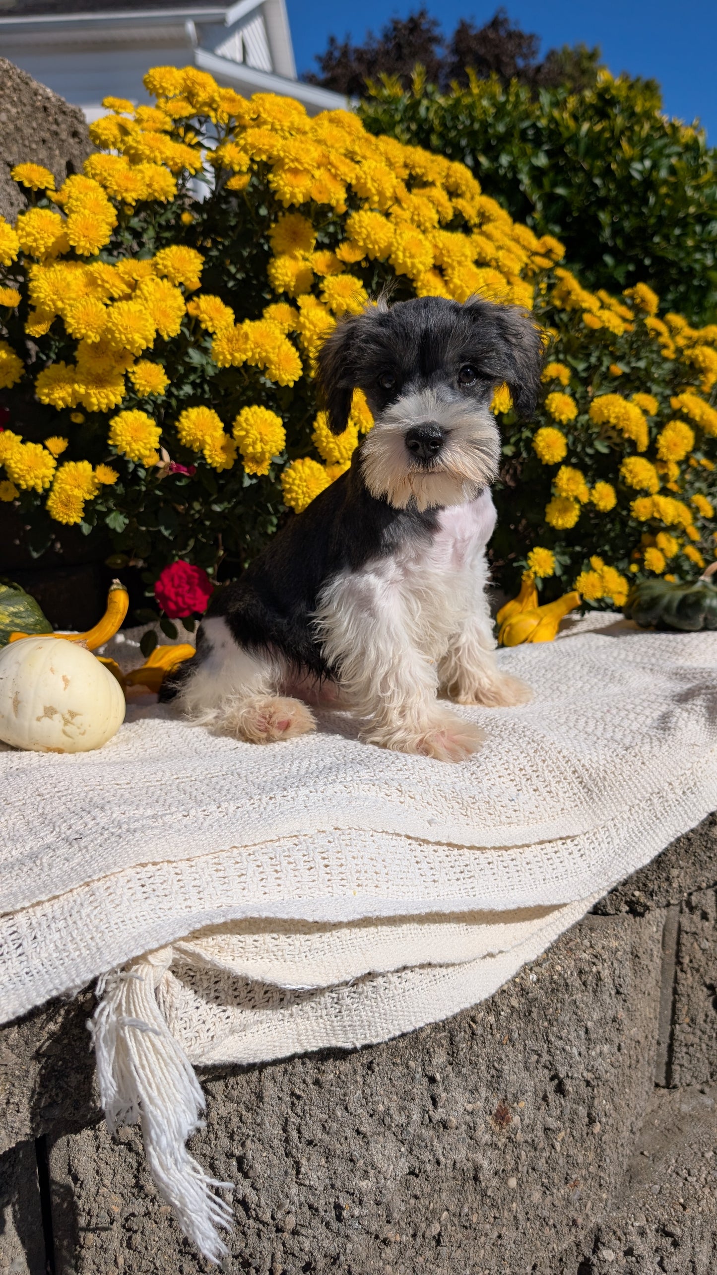 MINI SCHNAUZER (08/06) MALE