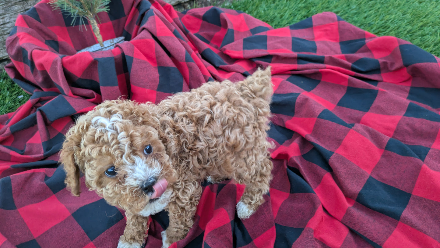CAVAPOO (10/03) MALE
