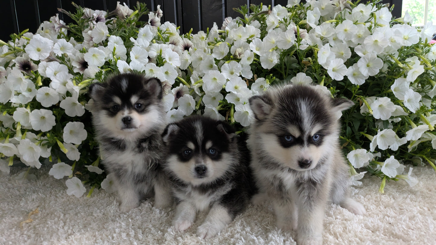 POMSKY (04/01) FEMALE