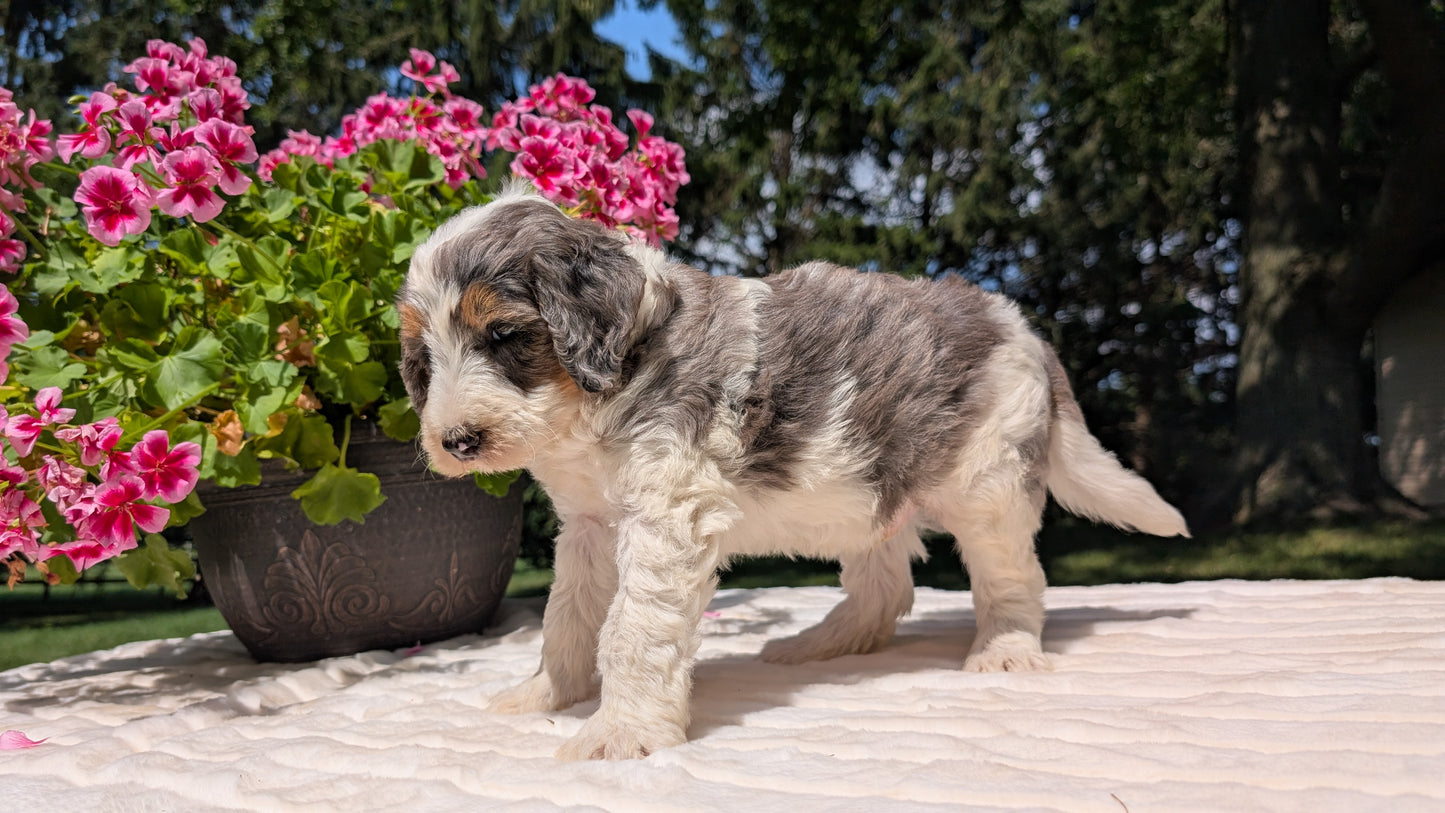 MINI BERNEDOODLE (06/11) MALE