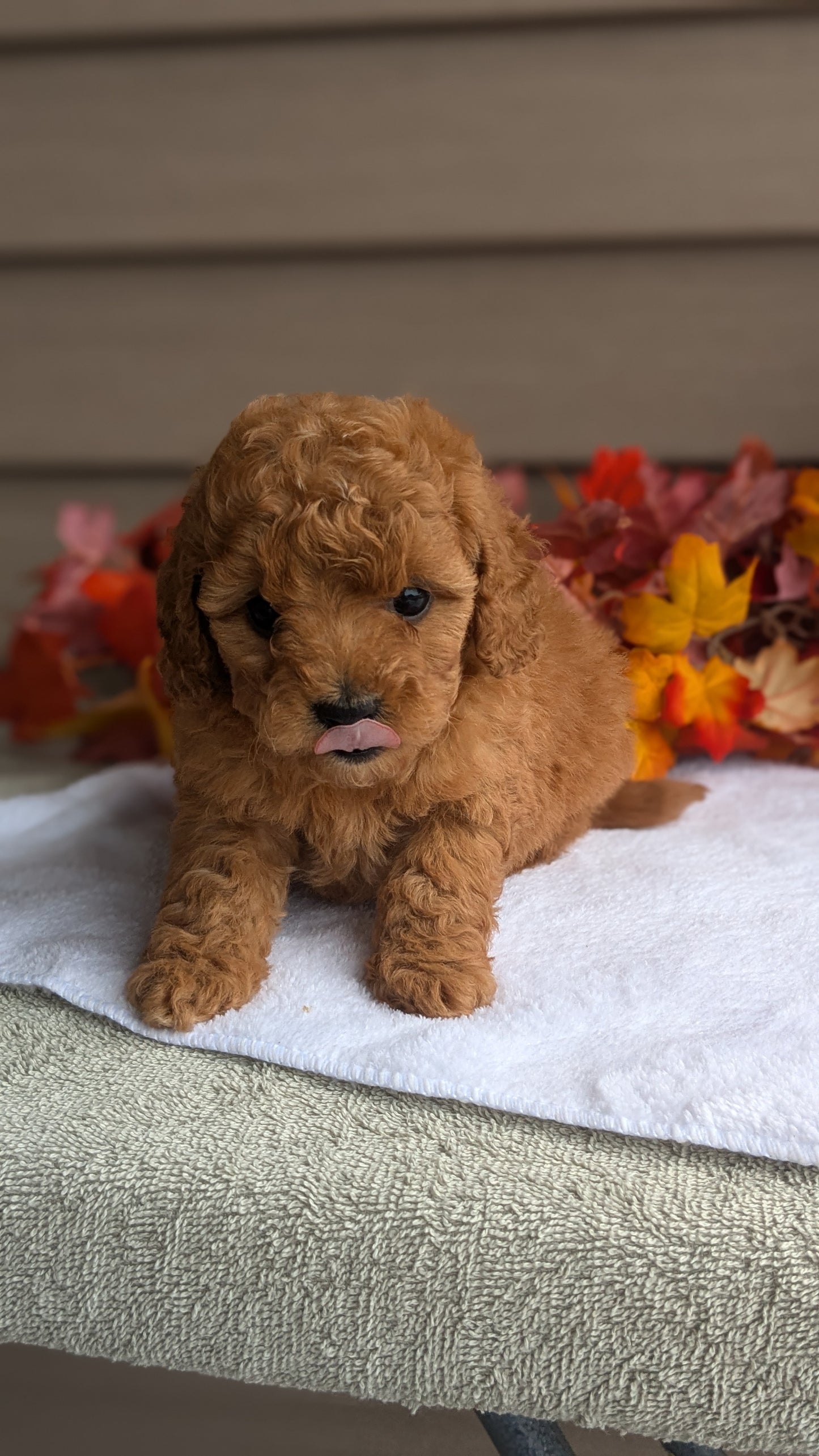 DOXIEPOO (08/19) FEMALE