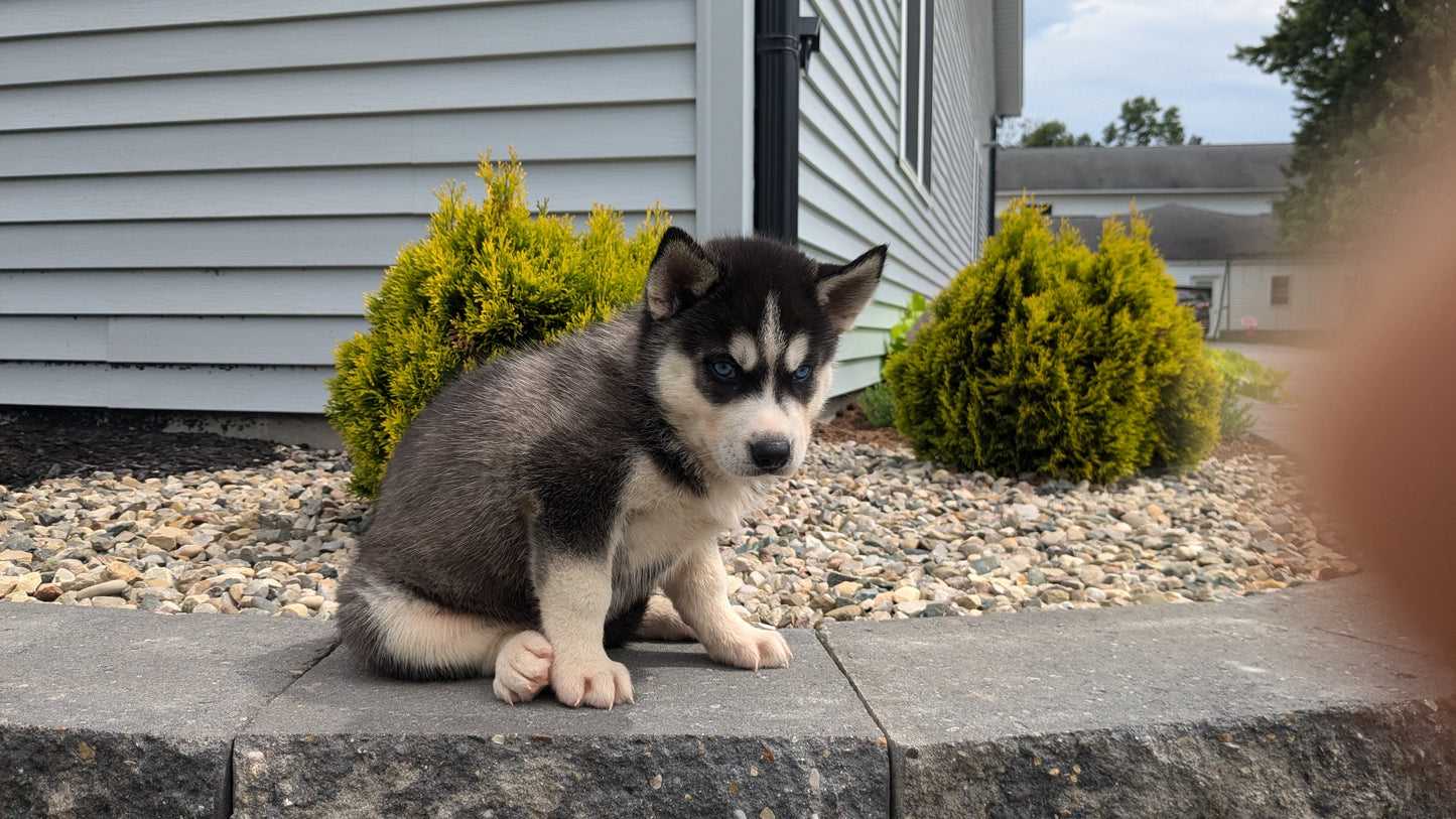 SIBERIAN HUSKY (06/22) MALE