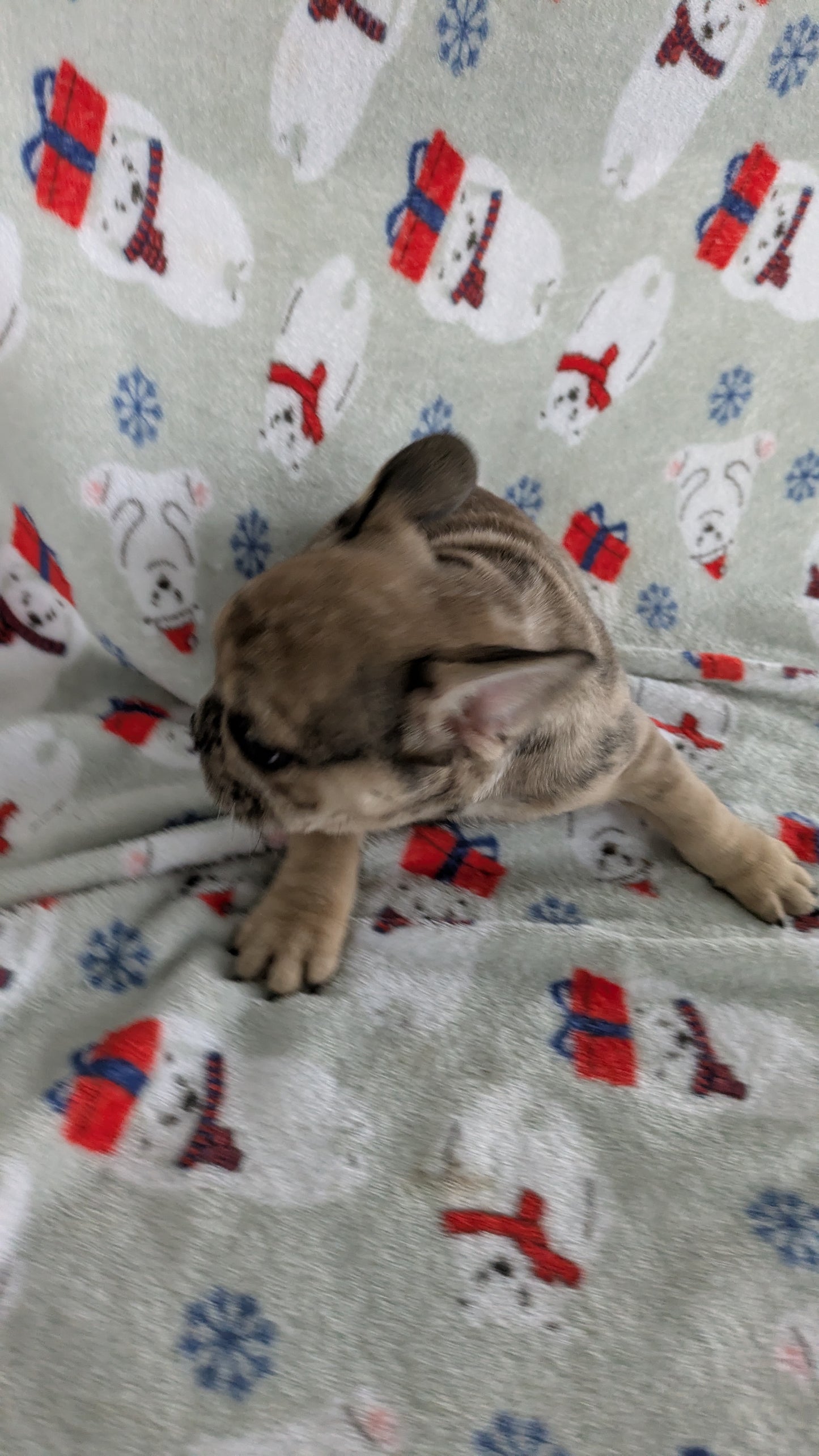 FRENCH BULLDOG (11/01) MALE