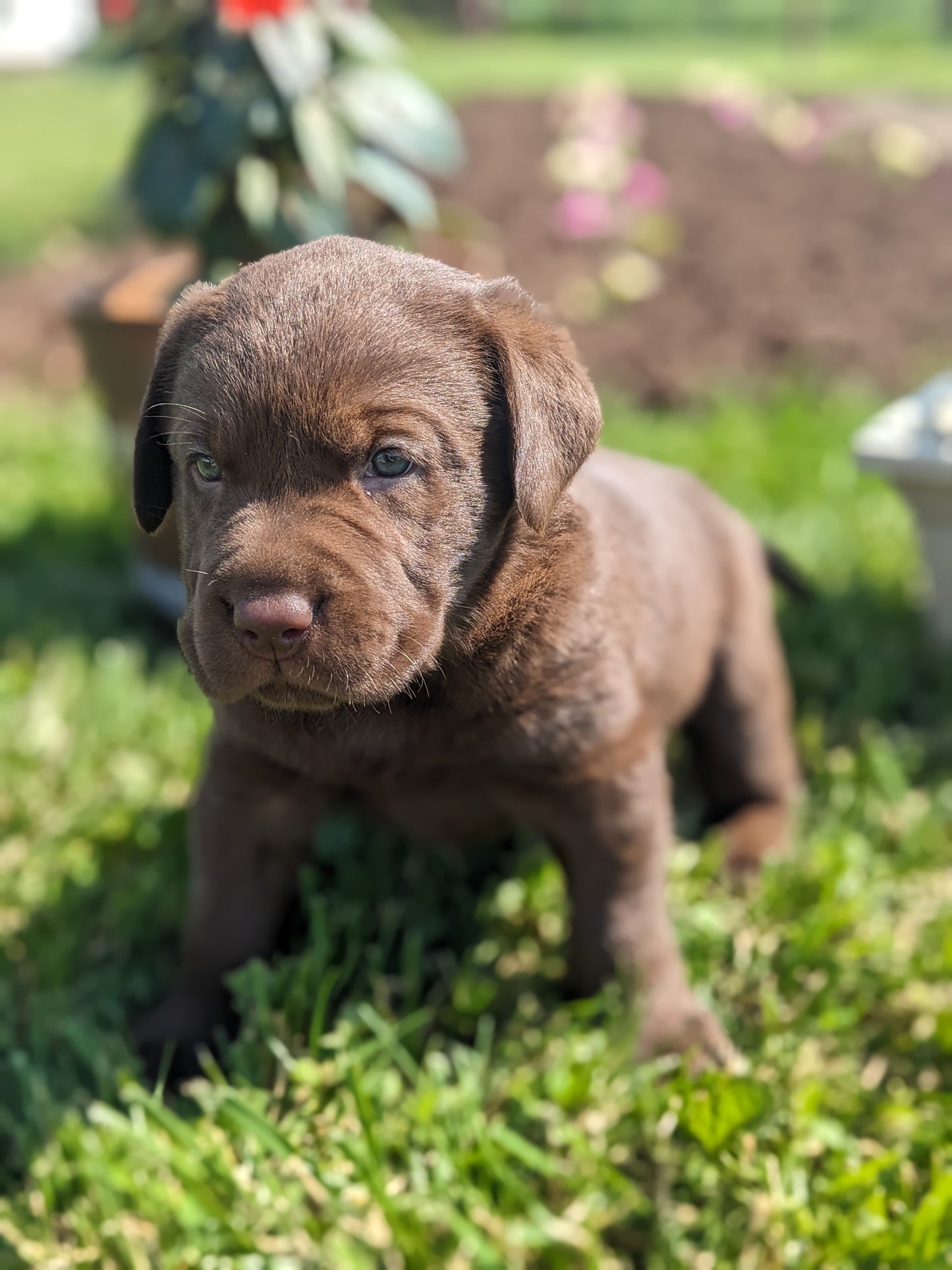 CHOCOLATE LAB (04/21) MALE