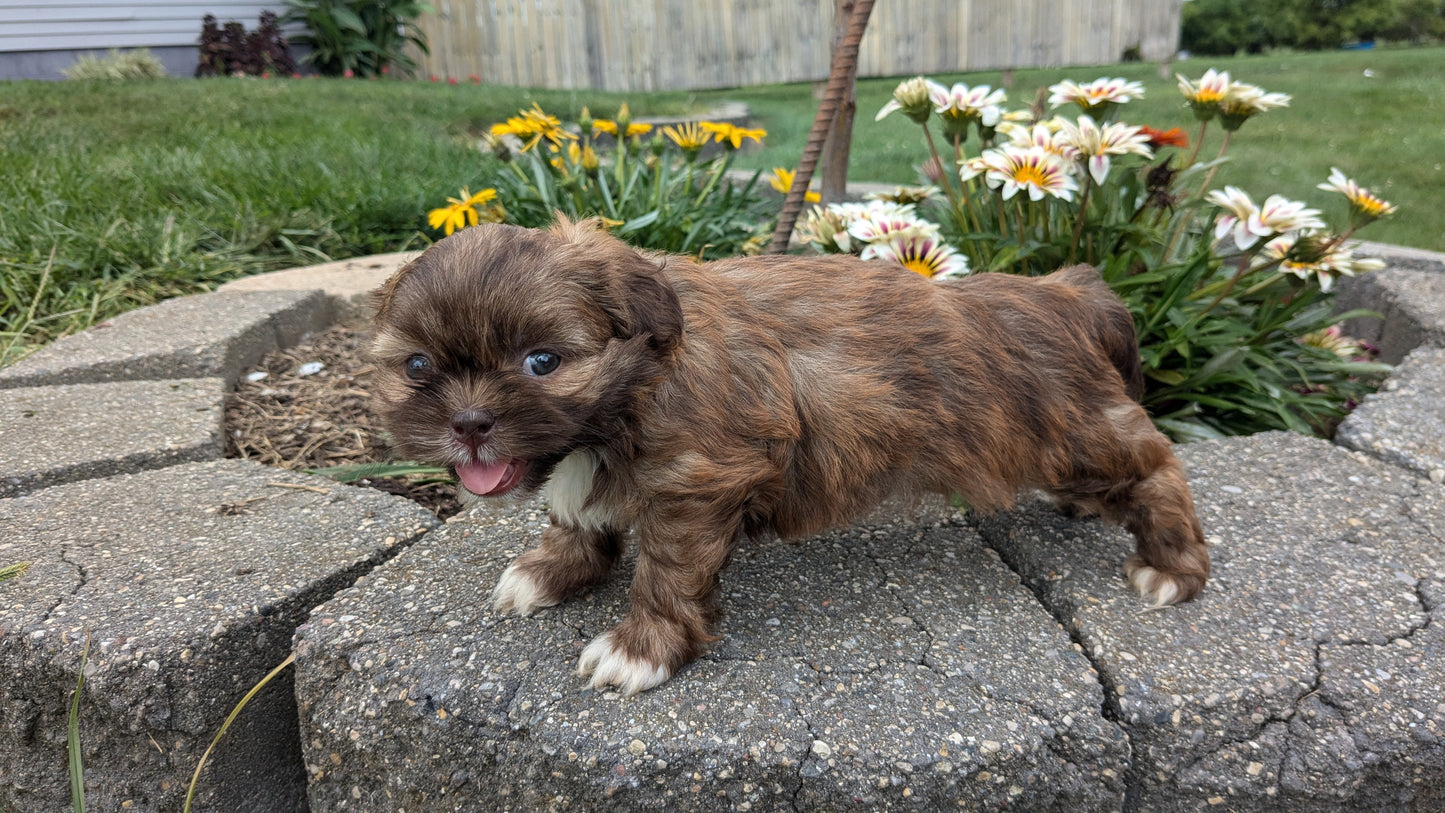 SHIH TZU (06/23) FEMALE