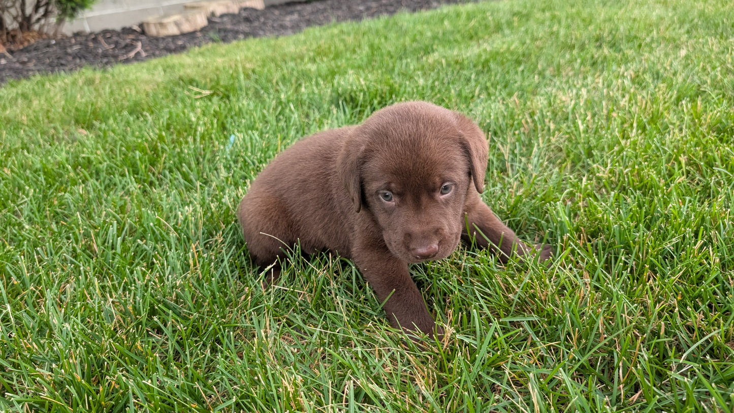 LABRADOR RETRIEVER (05/21) MALE
