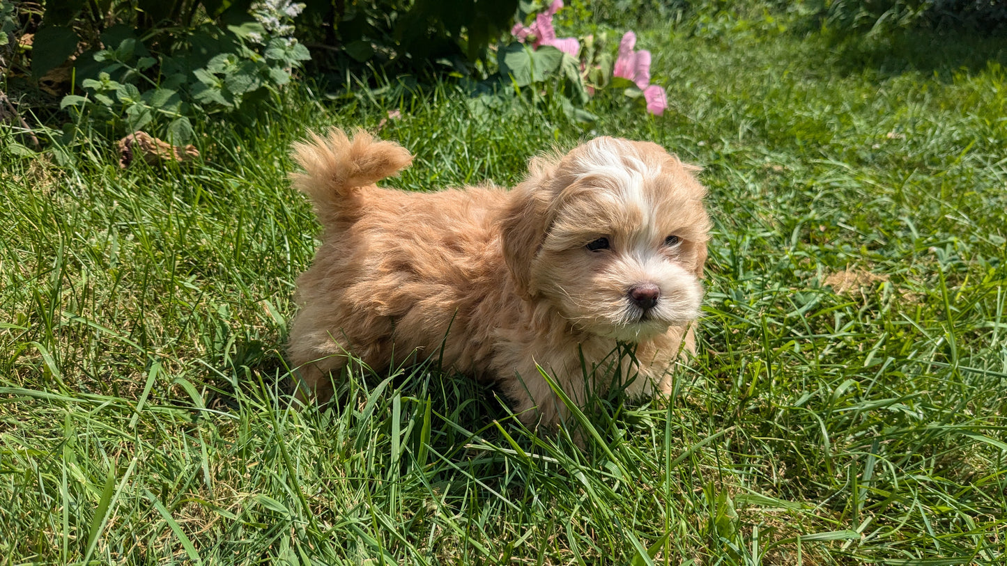 SHIH-POO (06/28) MALE