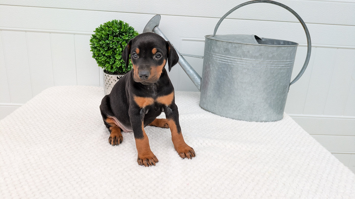 DOBERMAN PINSCHER (03/22) FEMALE