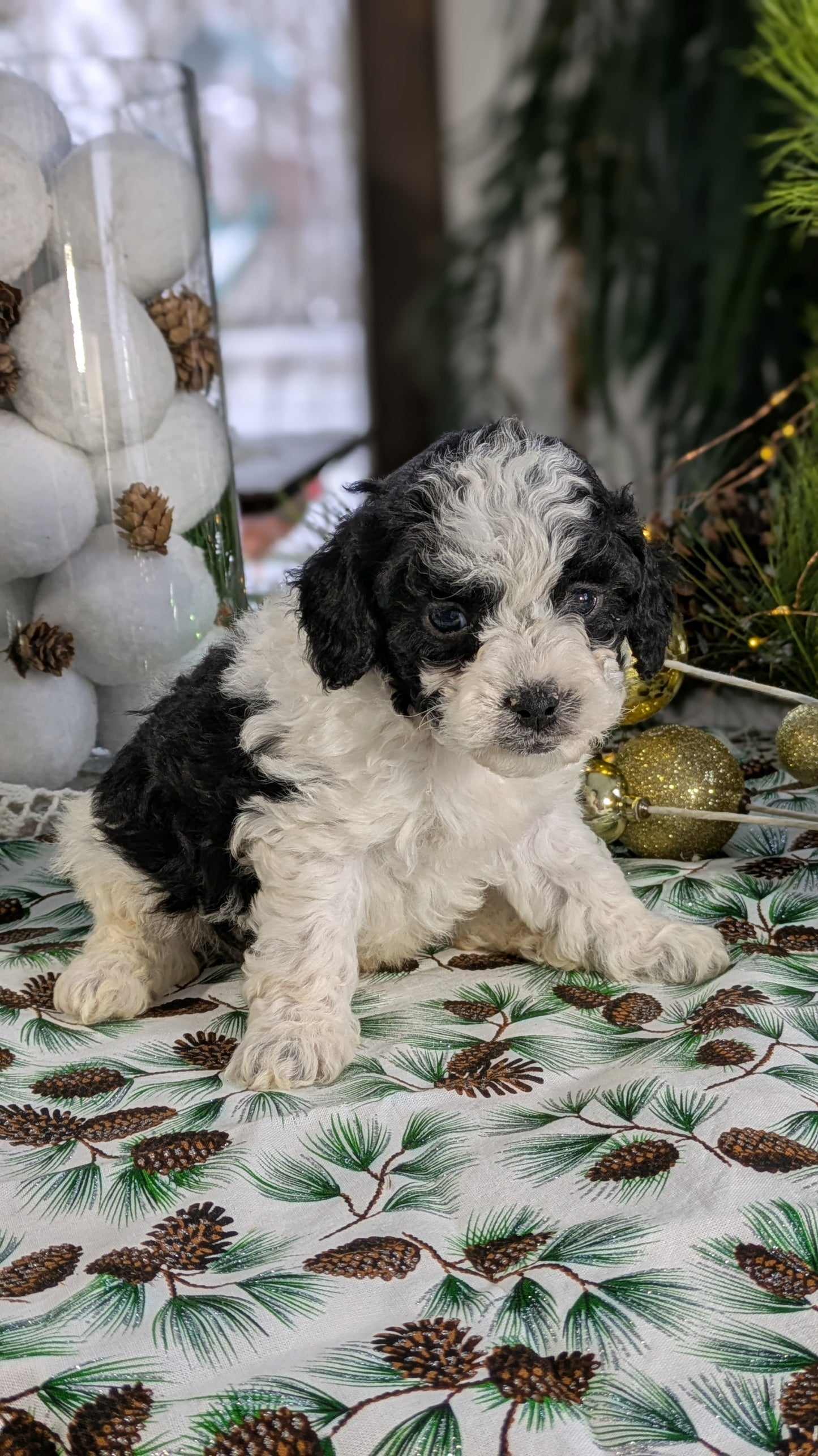 COCKAPOO (10/14) MALE