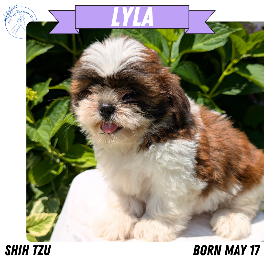 SHIH TZU (05/17) FEMALE
