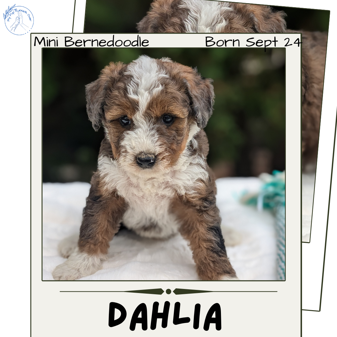 MINI BERNEDOODLE (09/24) FEMALE