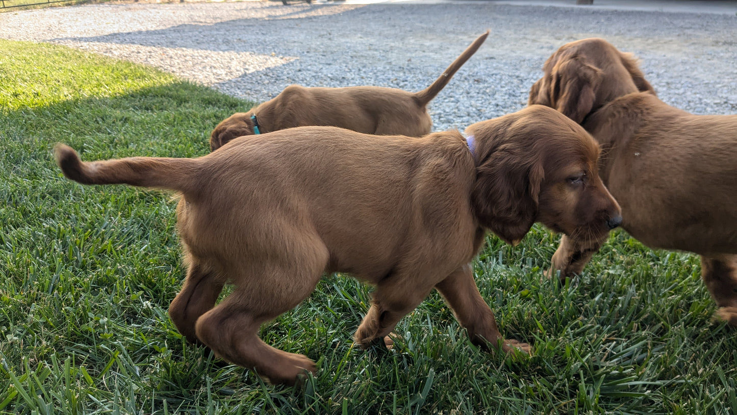 IRISH SETTER (07/20) FEMALE