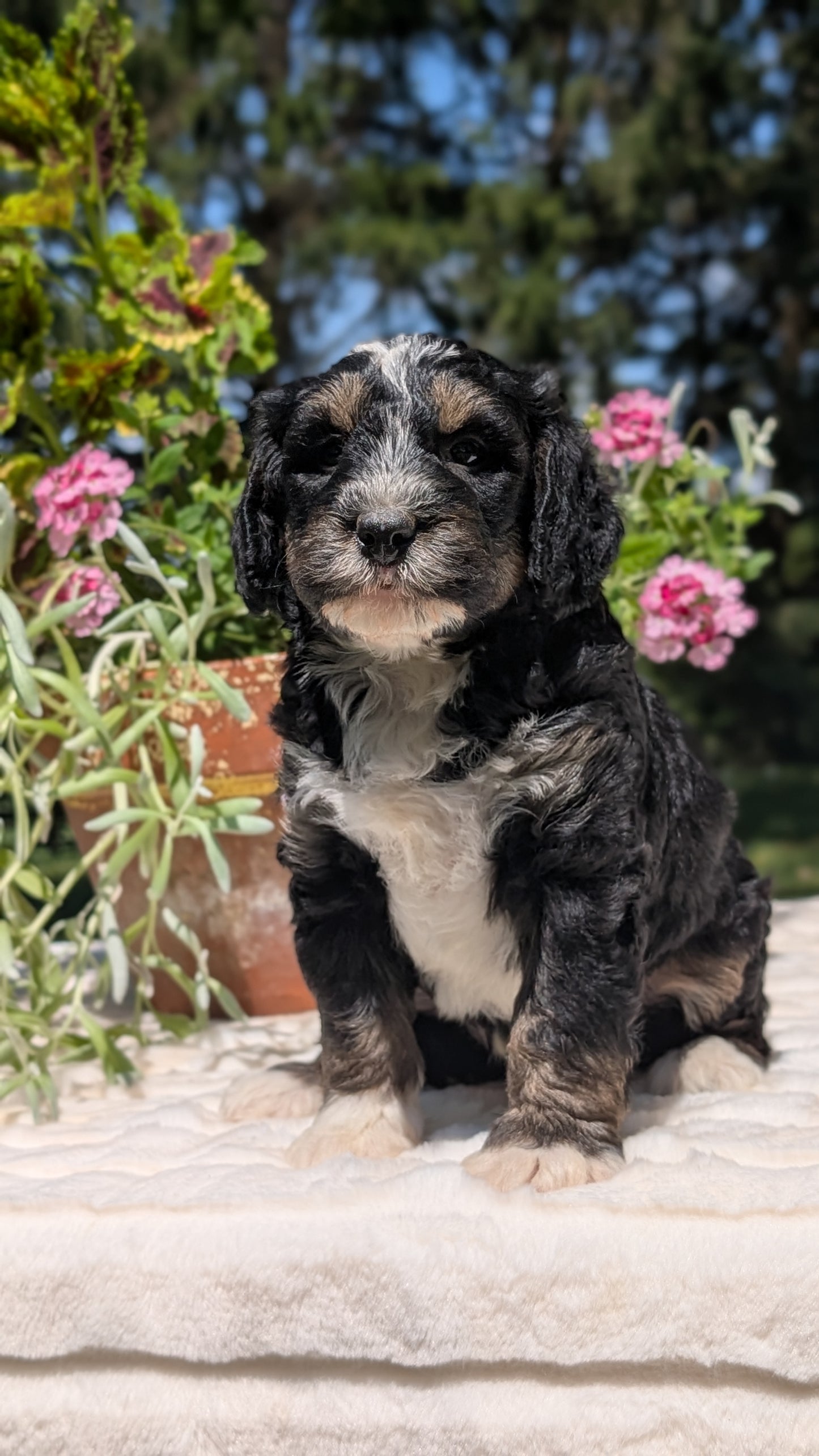 MINI BERNEDOODLE (06/11) MALE