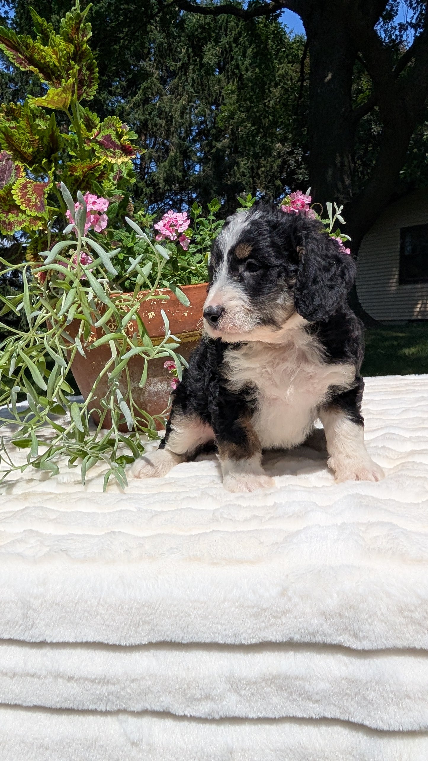 MINI BERNEDOODLE (06/11) FEMALE