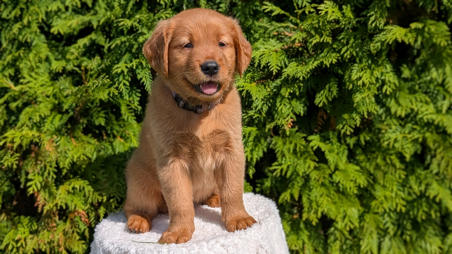 GOLDEN RETRIEVER (07/17) FEMALE