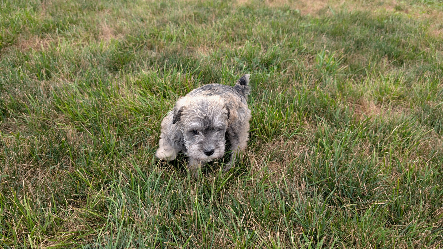 MINI SCHNAUZER (07/10) FEMALE