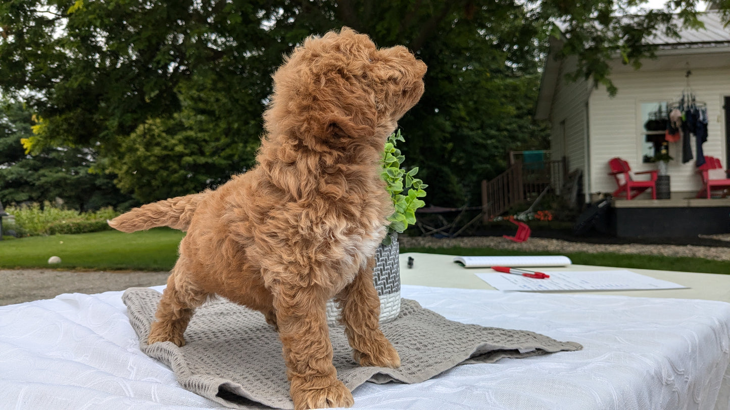 MINI GOLDENDOODLE (06/09) MALE