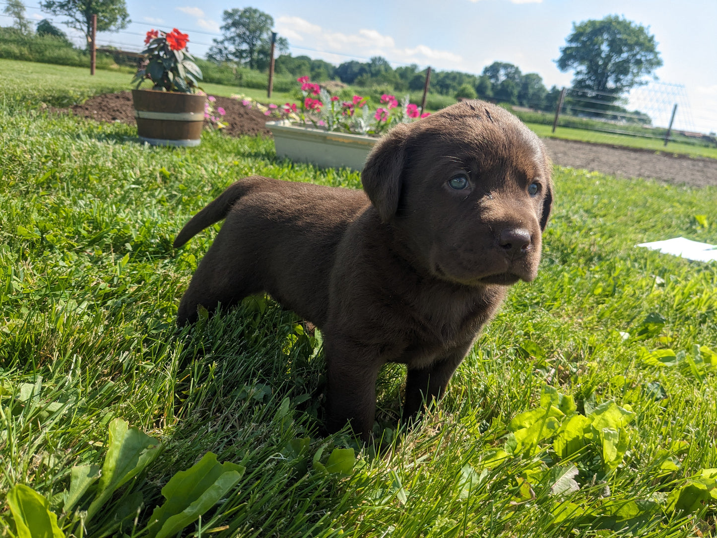CHOCOLATE LAB (04/21) MALE