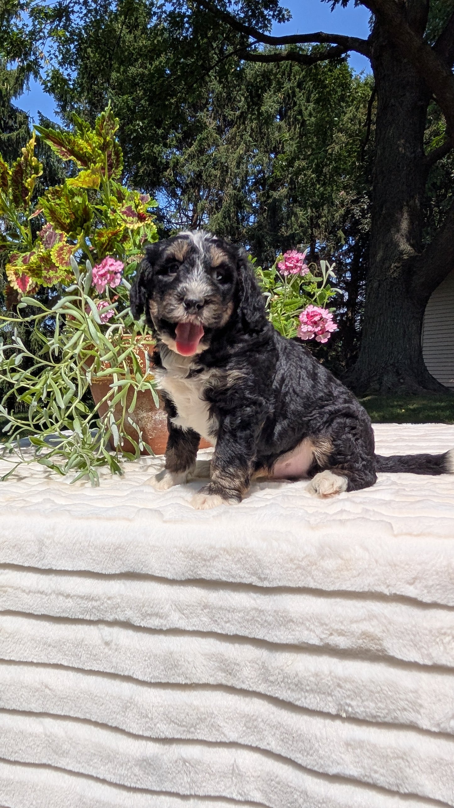 MINI BERNEDOODLE (06/11) MALE