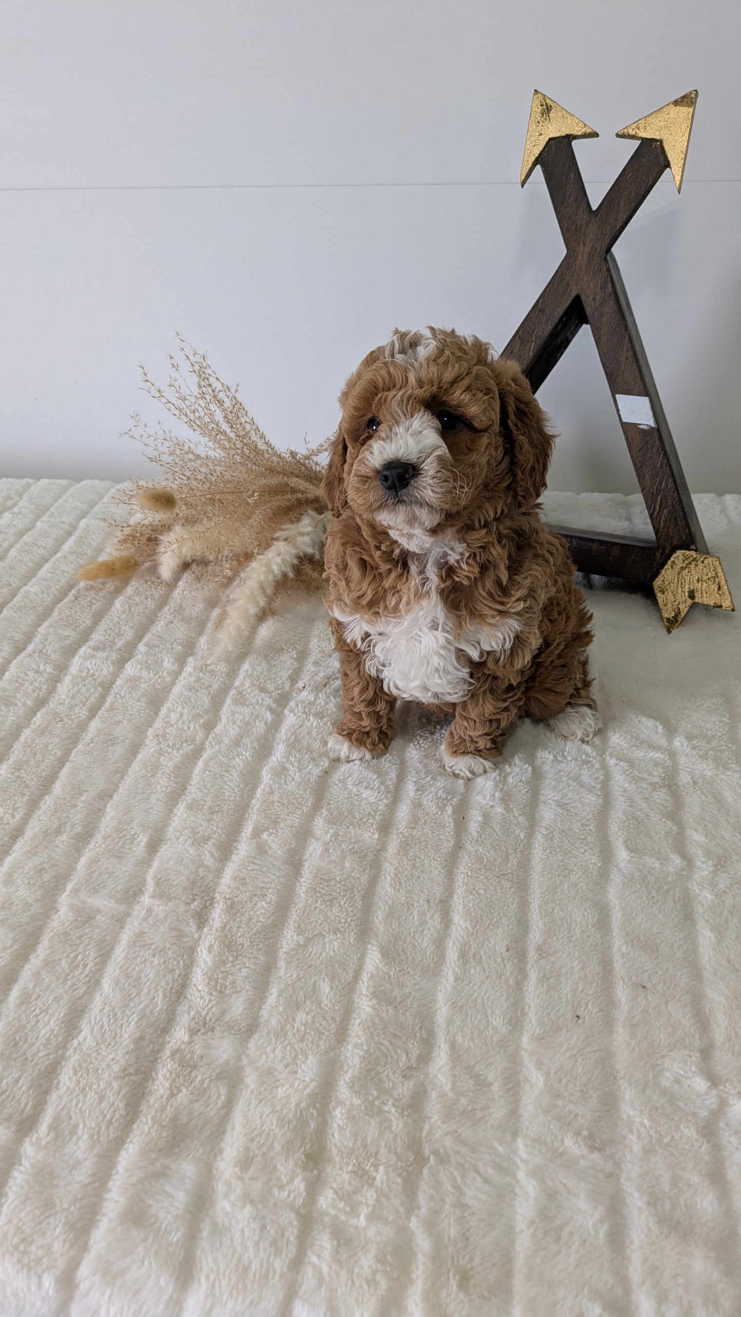 MINI GOLDENDOODLE (03/28) FEMALE