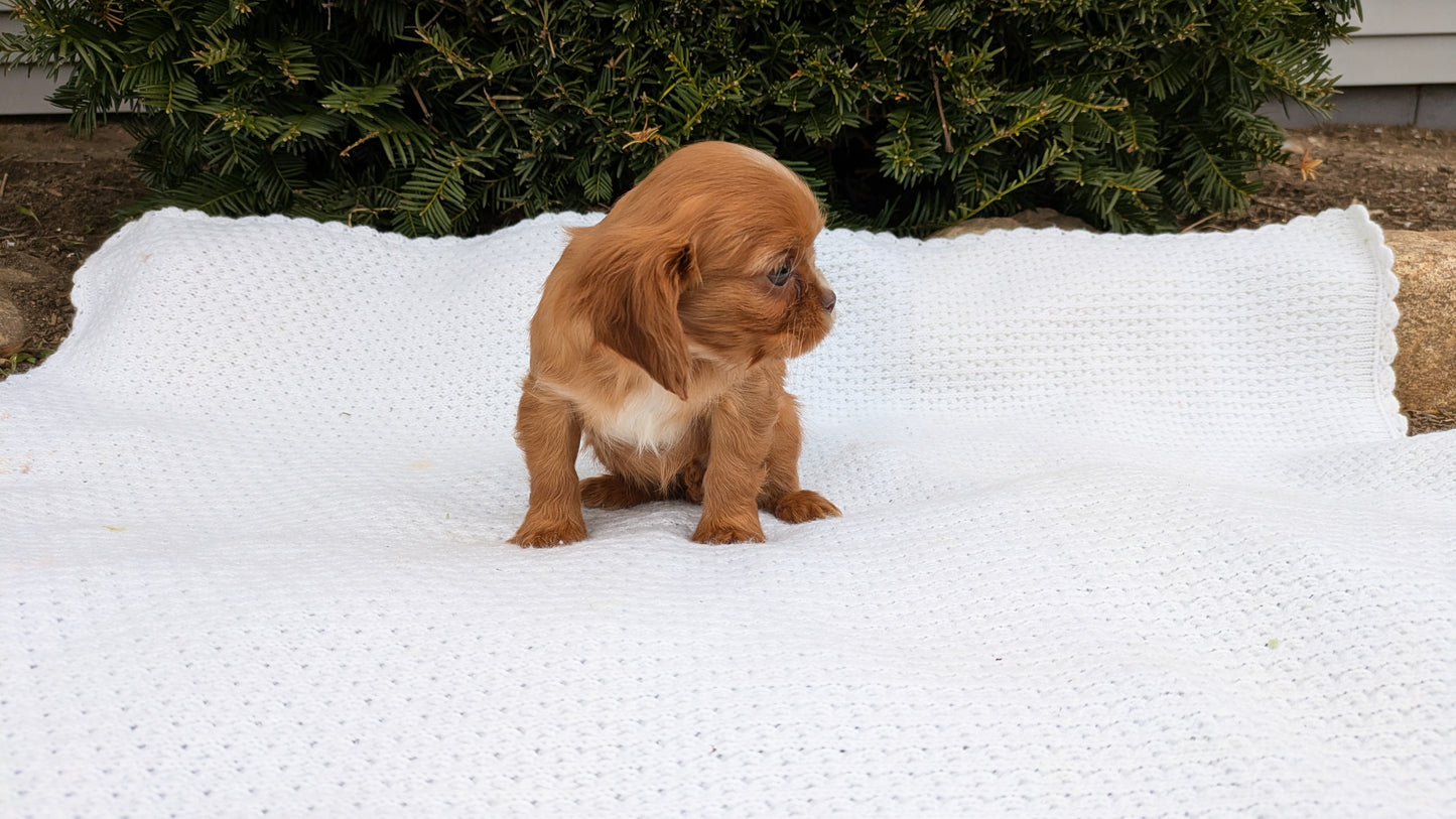 CAVALIER (02/10) FEMALE