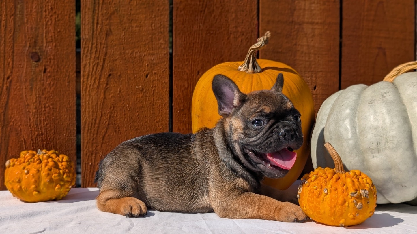 FRENCH BULLDOG (08/12) MALE
