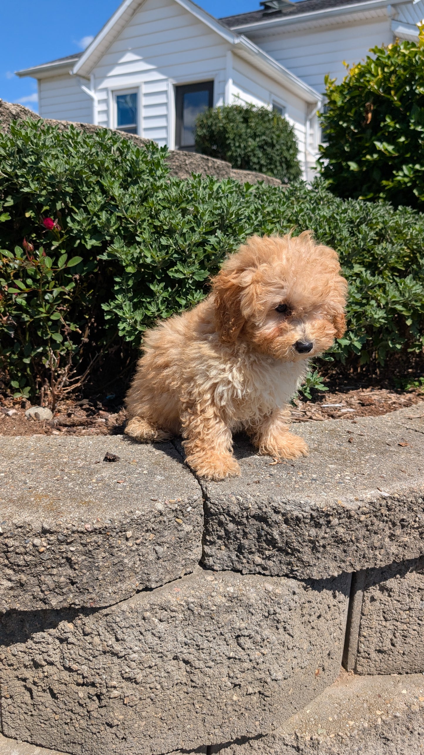 MINI POODLE (05/19) FEMALE
