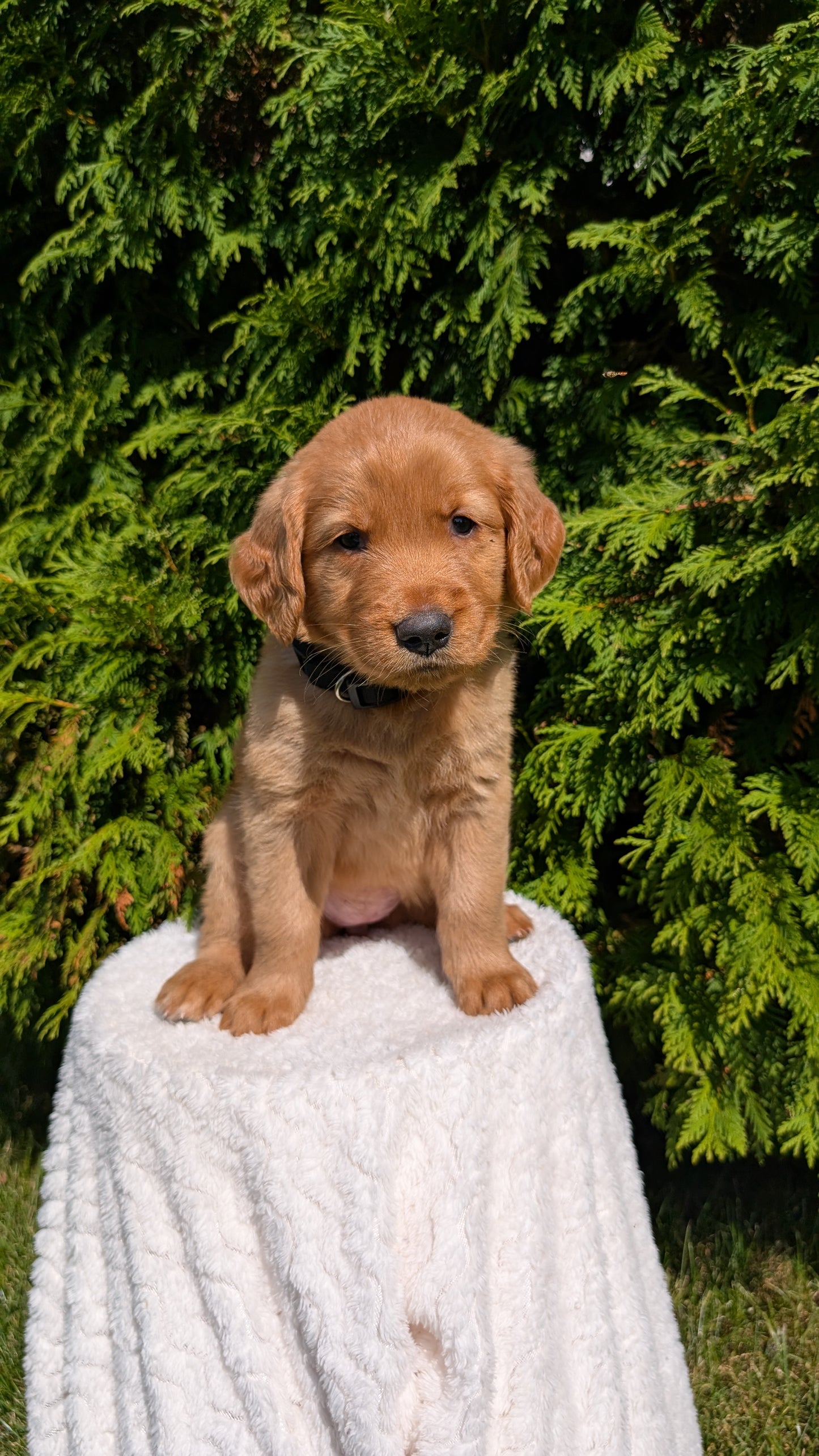 GOLDEN RETRIEVER (07/16) FEMALE