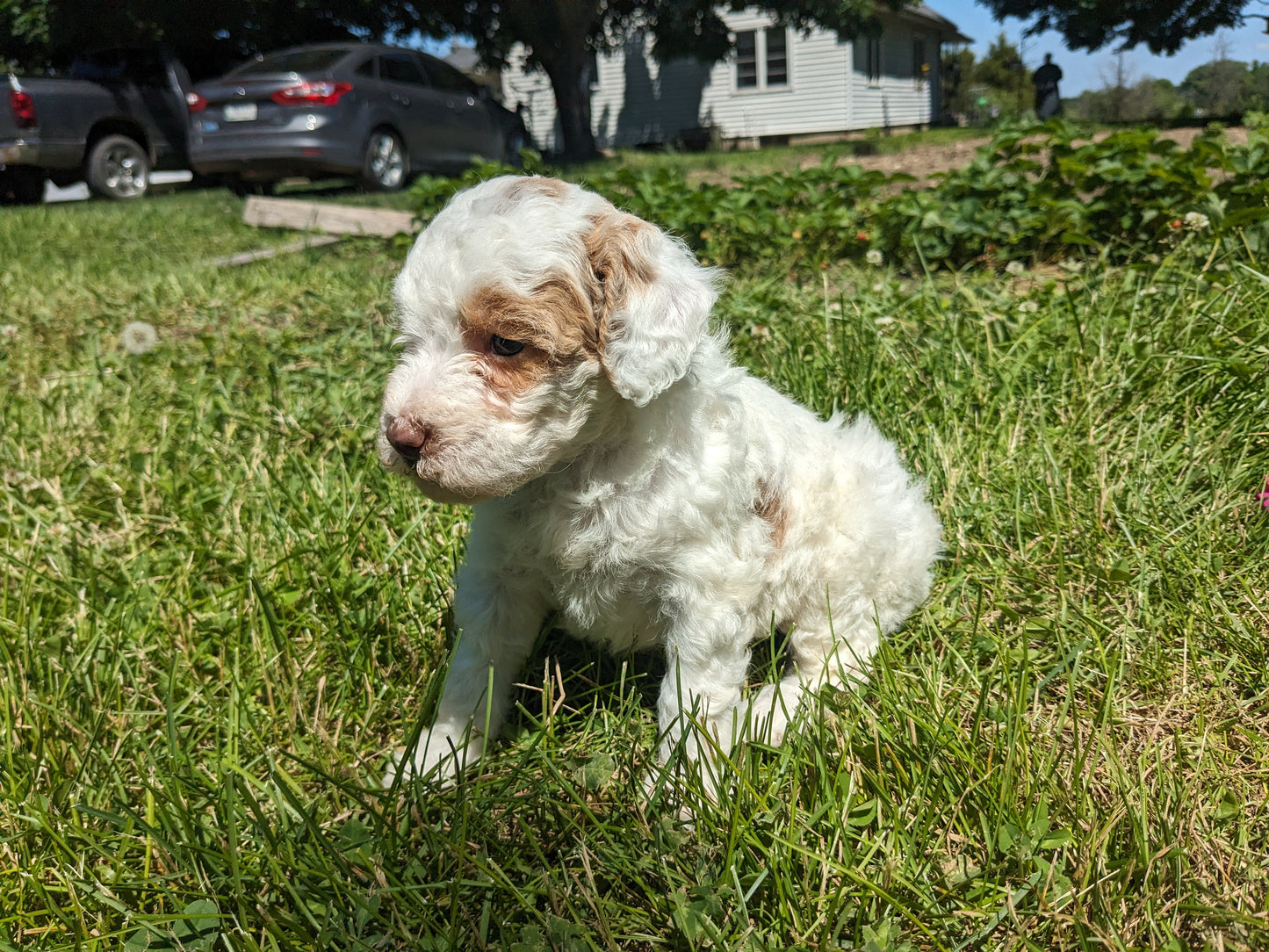 MINI POODLE (04/27) FEMALE