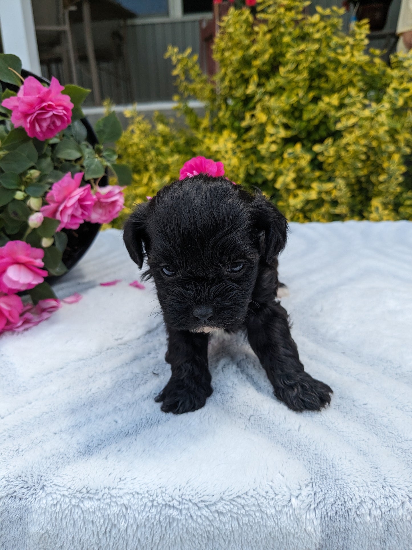SHIH-POO (04/22) FEMALE