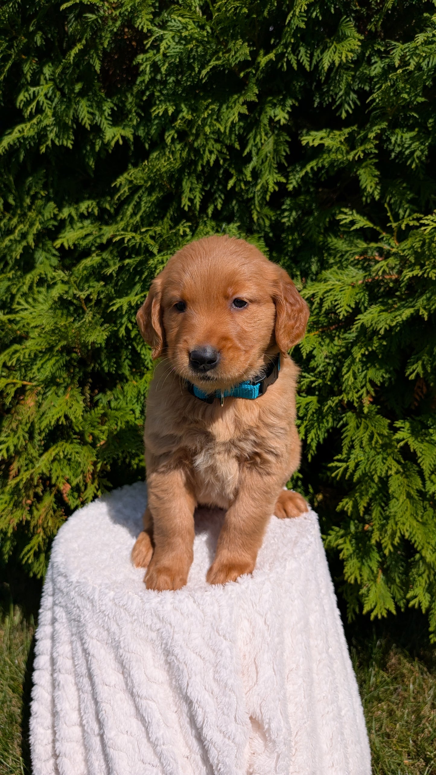 GOLDEN RETRIEVER (07/16) FEMALE