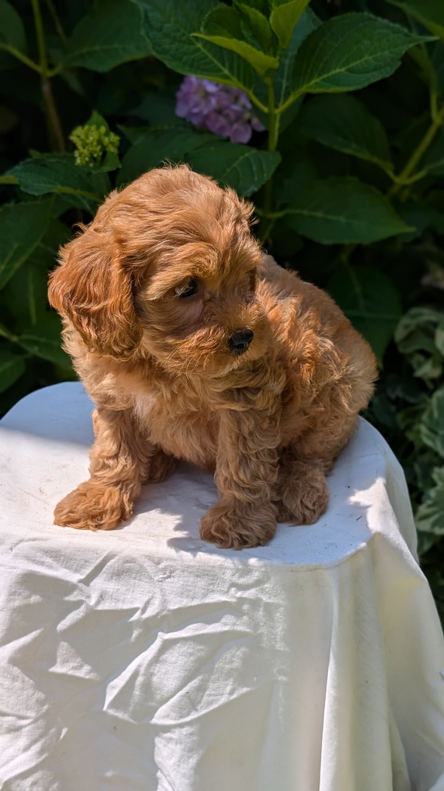 CAVAPOO (05/23) MALE