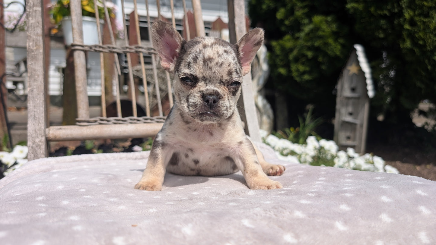 FRENCH BULLDOG (07/11) FEMALE