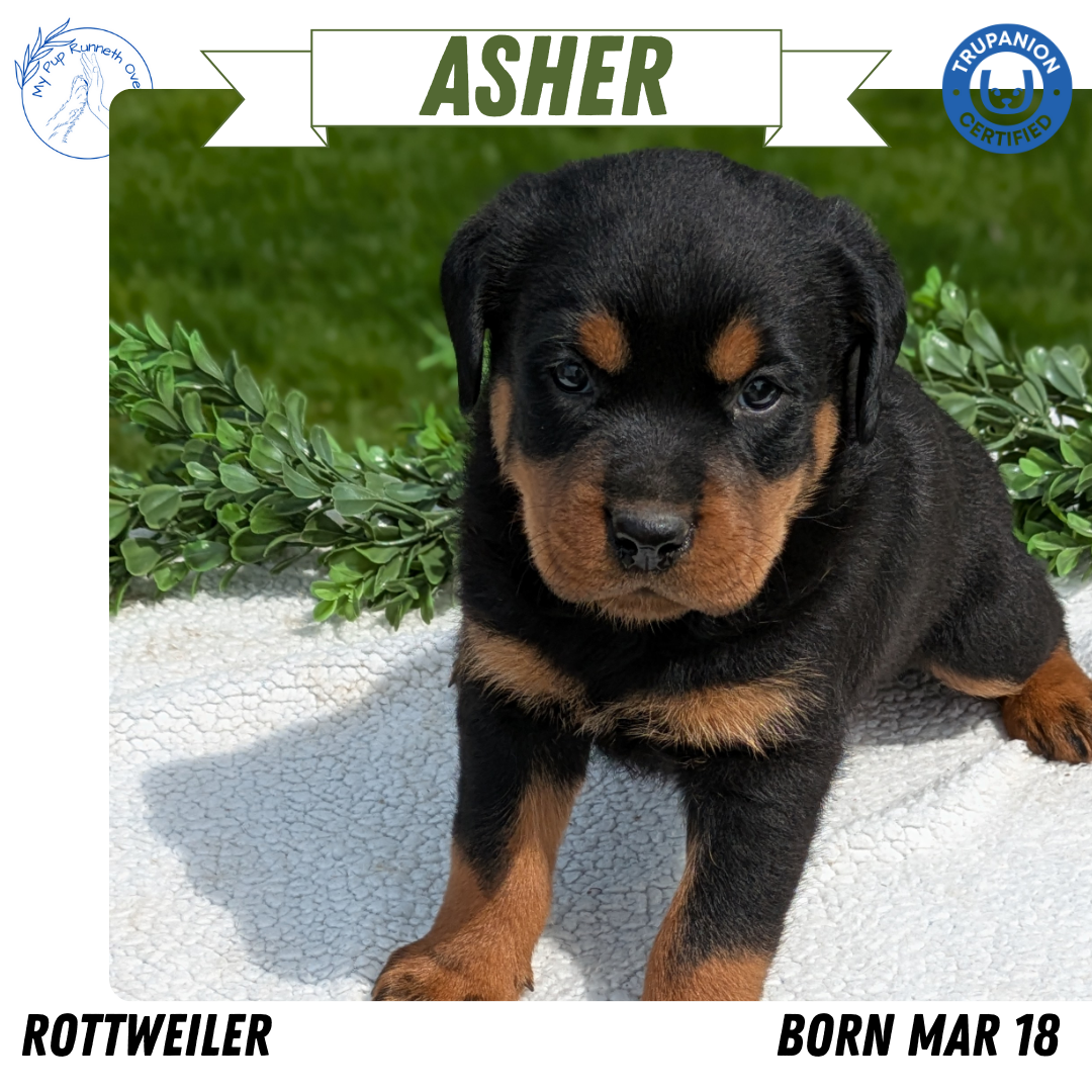 ROTTWEILER (03/18) MALE