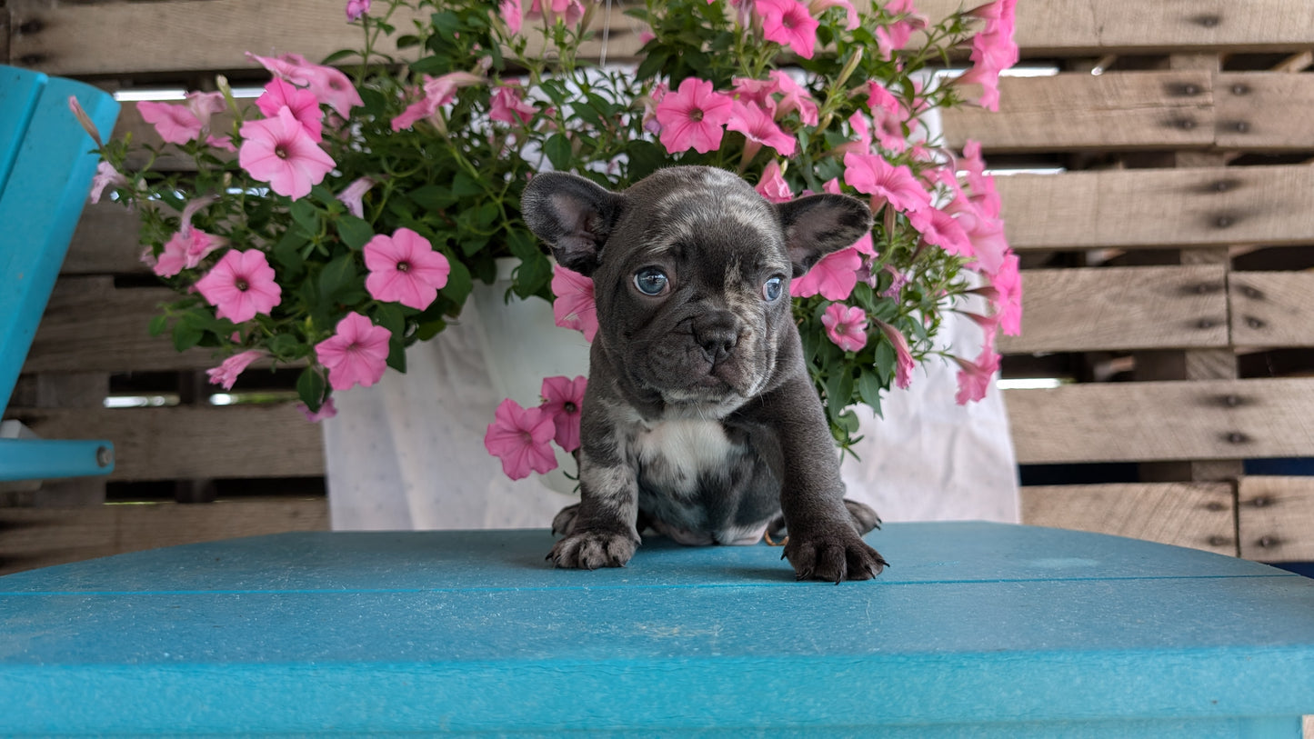 FRENCH BULLDOG (06/30) FEMALE