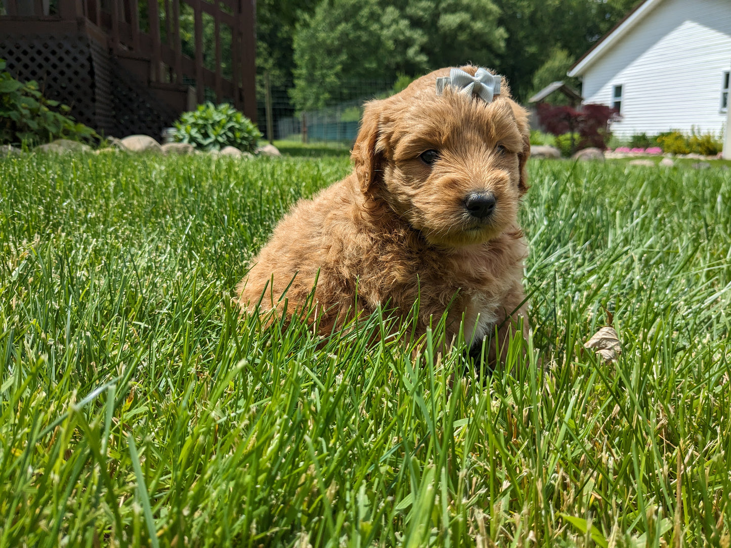 GOLDENDOODLE (05/03) FEMALE