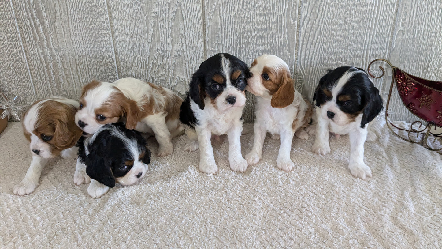 CAVALIER (09/12) FEMALE
