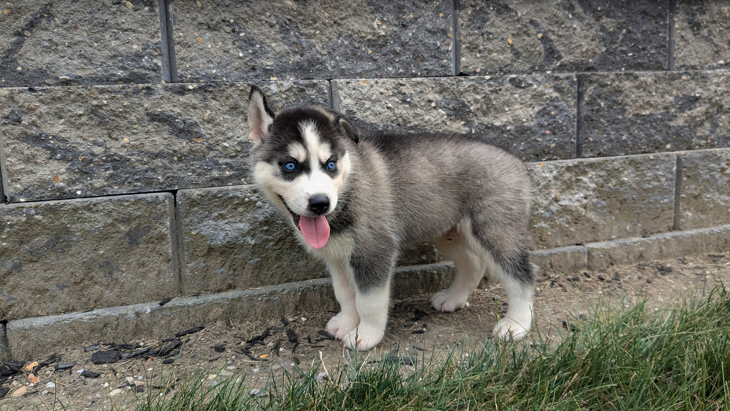 SIBERIAN HUSKY (06/22) MALE