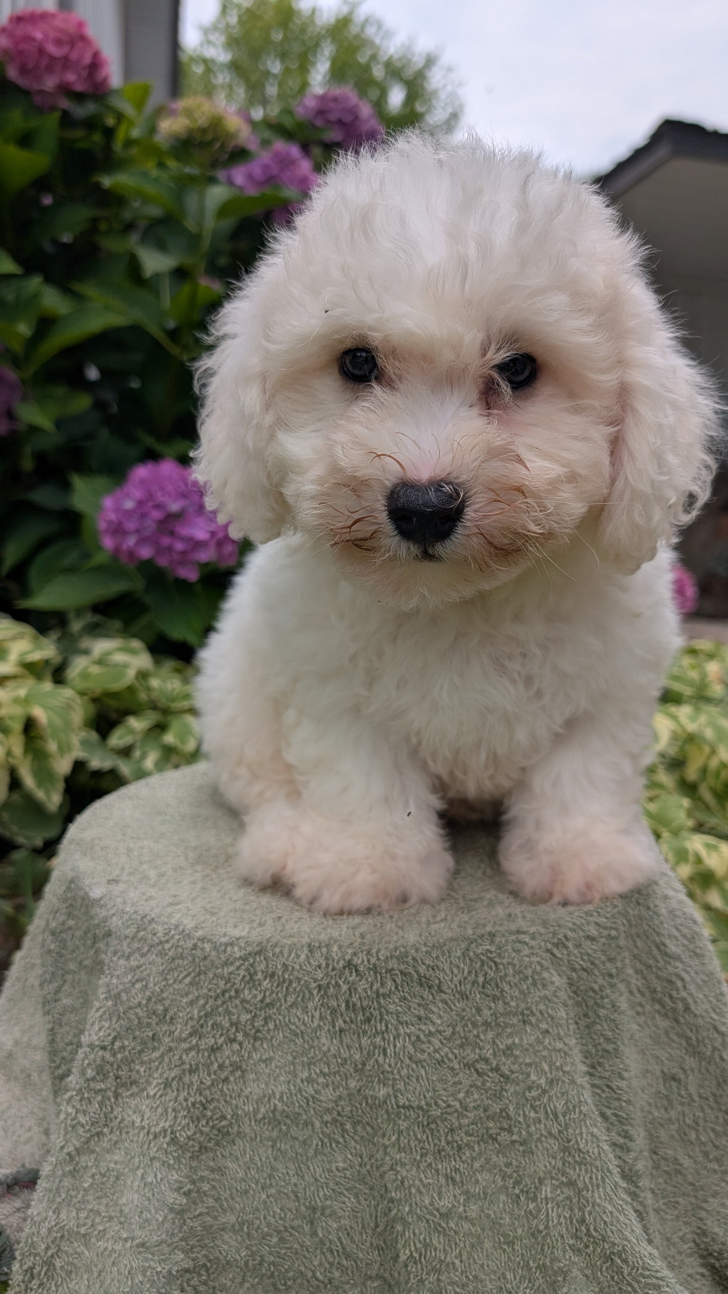 BICHON FRISE (06/19) MALE