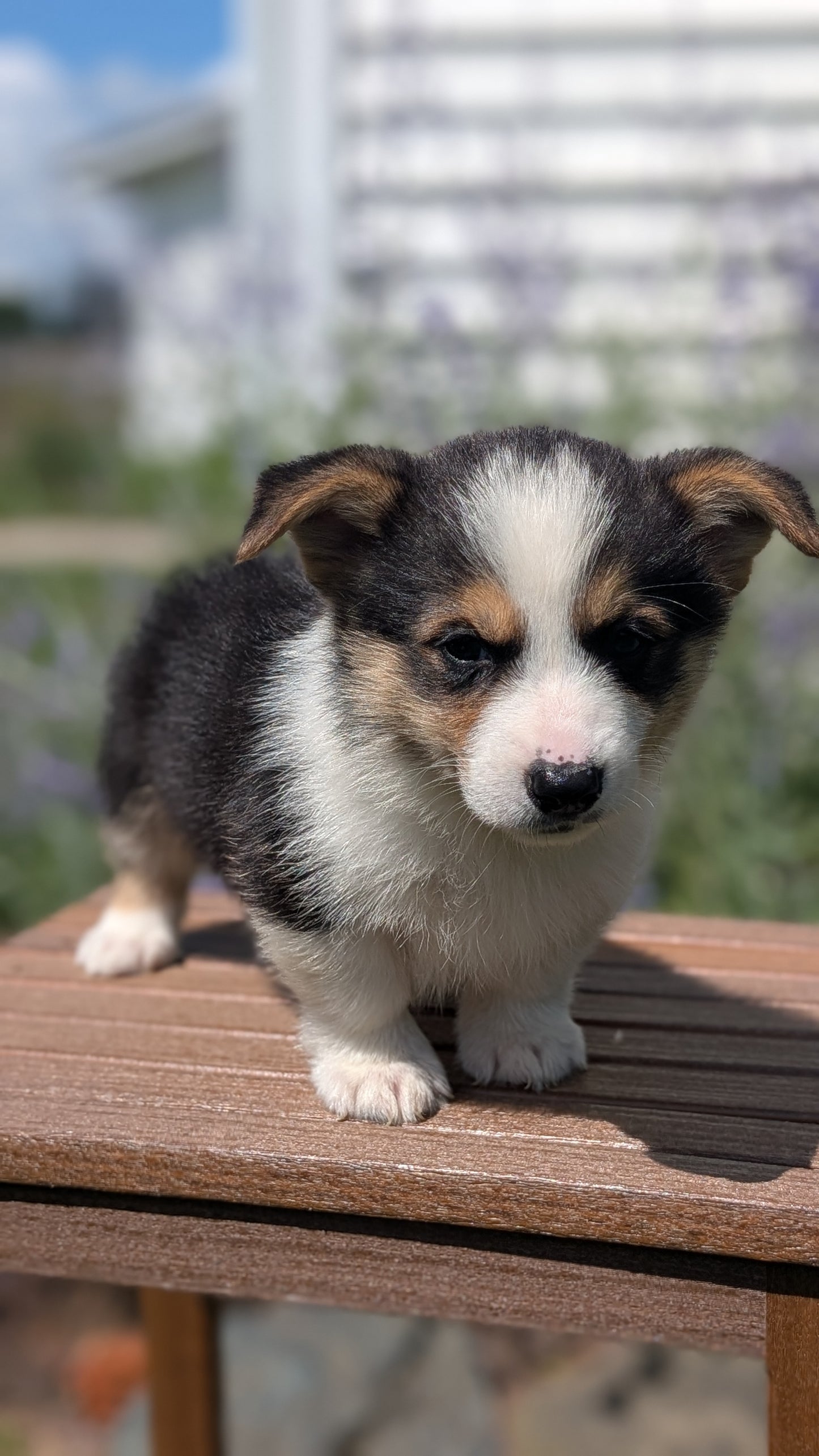 CORGI (JUN 08) MALES