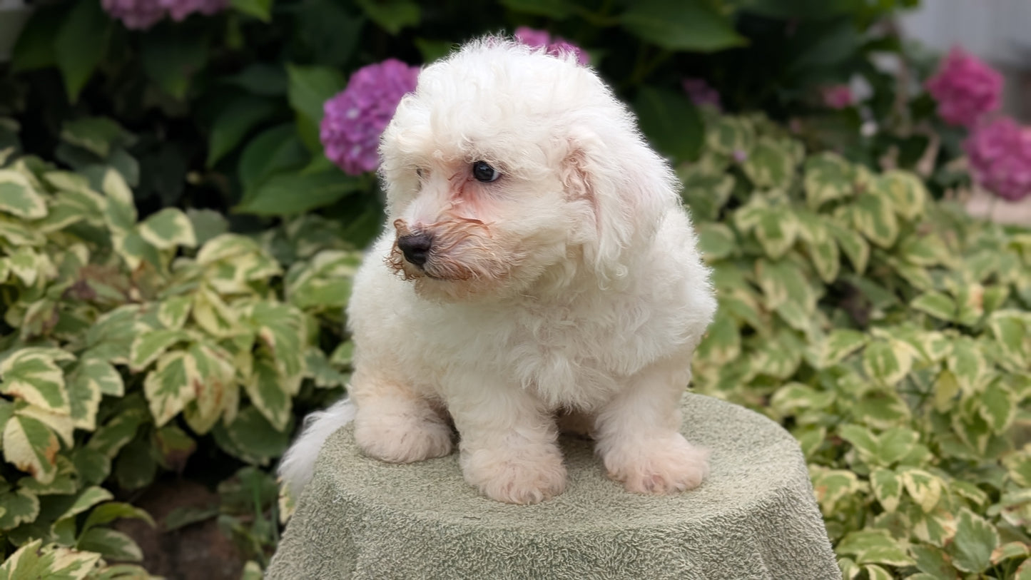 BICHON FRISE (06/19) MALE