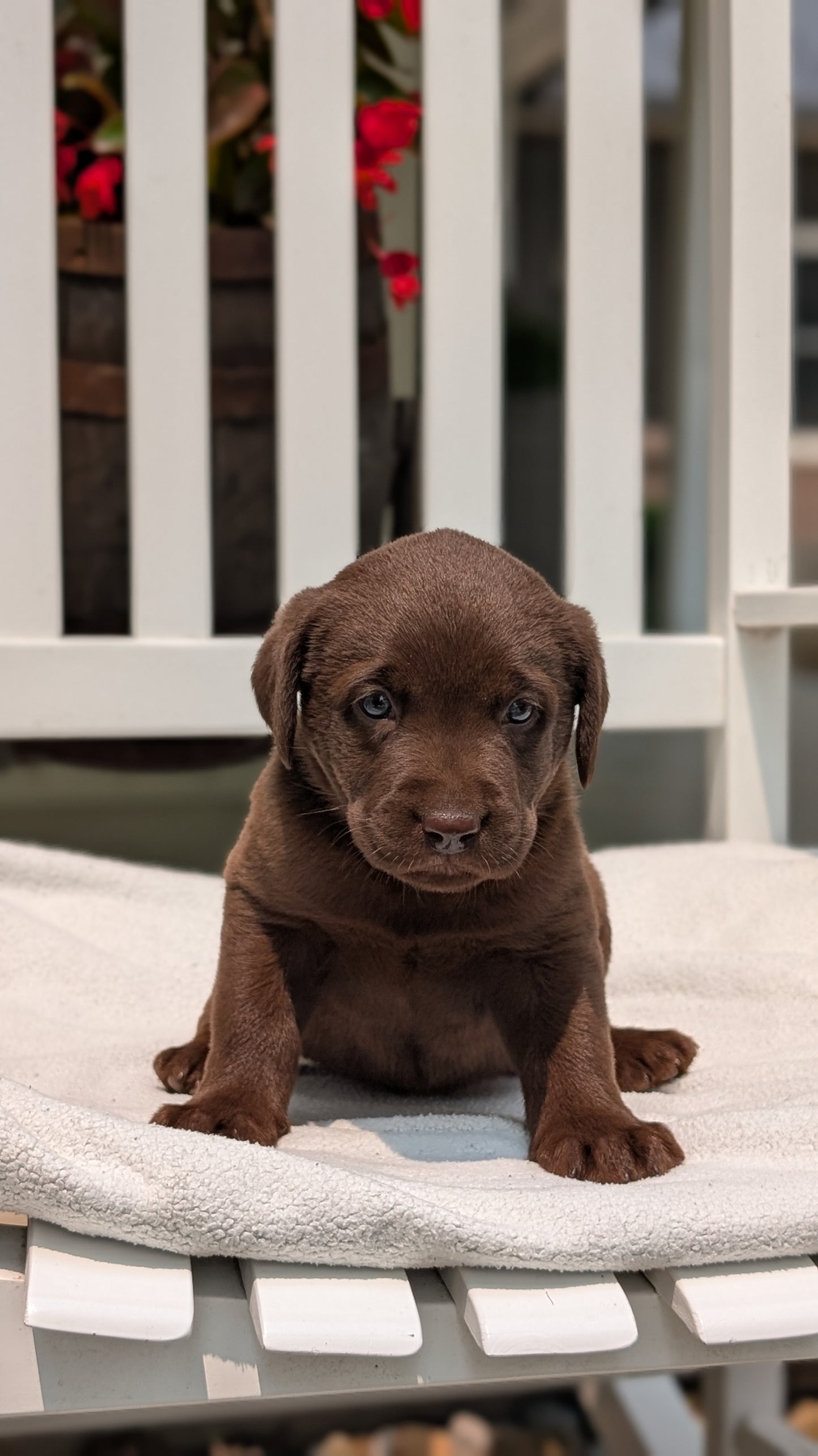 LABRADOR RETRIEVER (05/03) FEMALE
