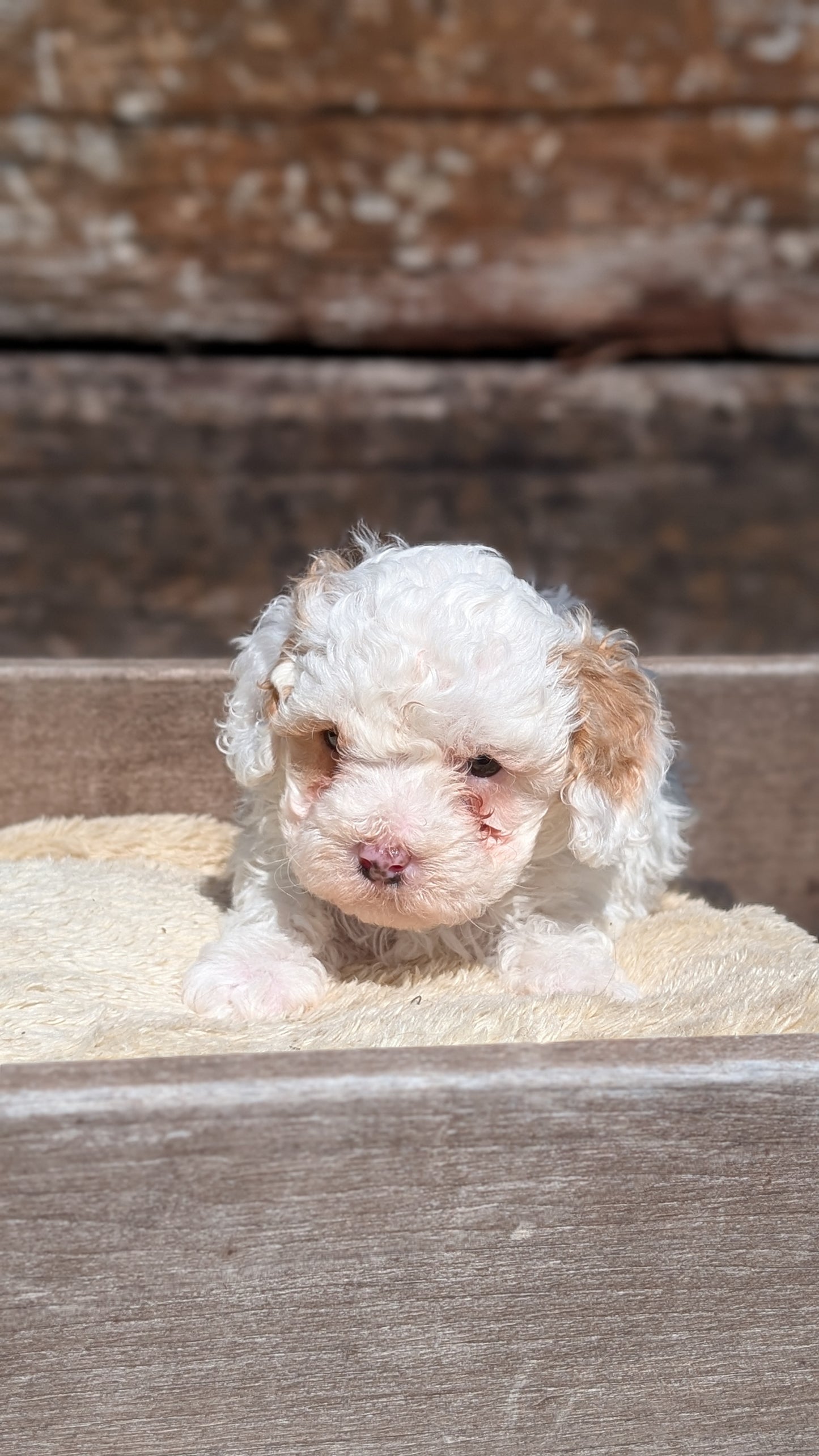COCKAPOO (MAY 13) FEMALE