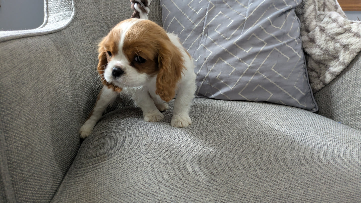 CAVALIER (12/26) MALE