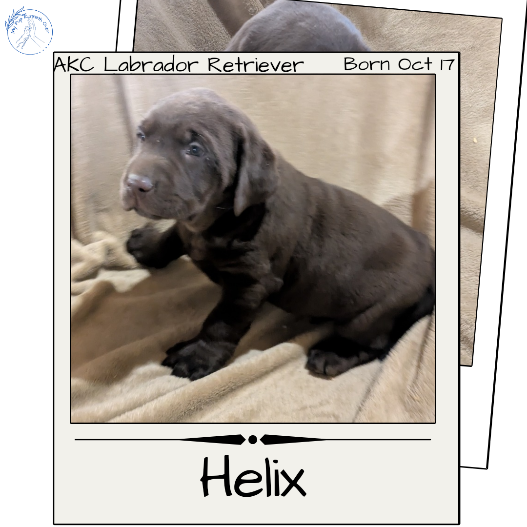 LABRADOR RETRIEVER (10/17) MALE