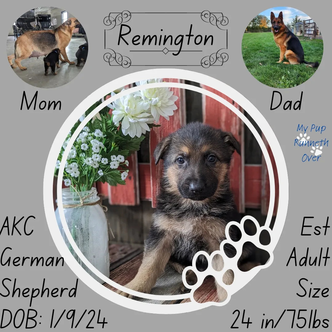 German Shepherd (01/09) Male