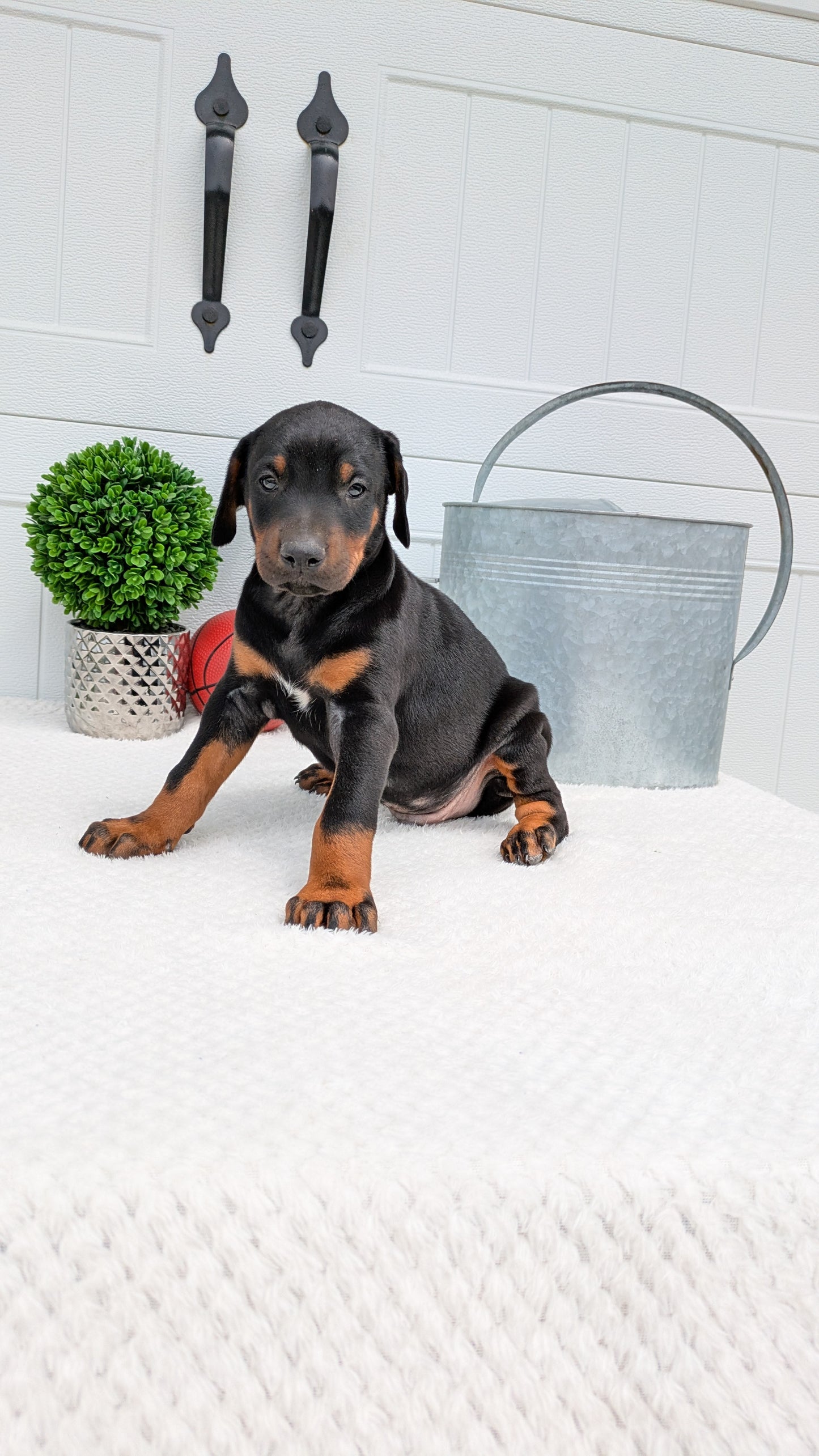 DOBERMAN PINSCHER (03/22) MALE